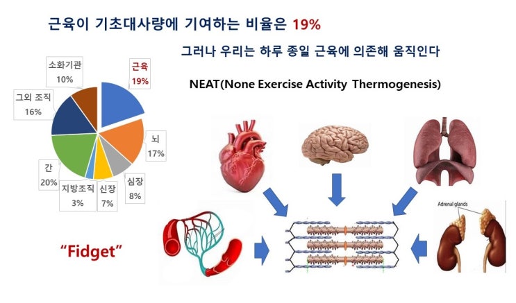  다이어트와 근력운동(저항운동), 아이리신, UCP1, 나트륨이뇨펩타이드