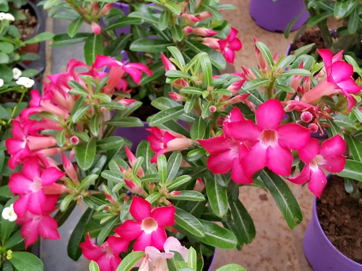  석화 (Adenium obesum) 키우기
