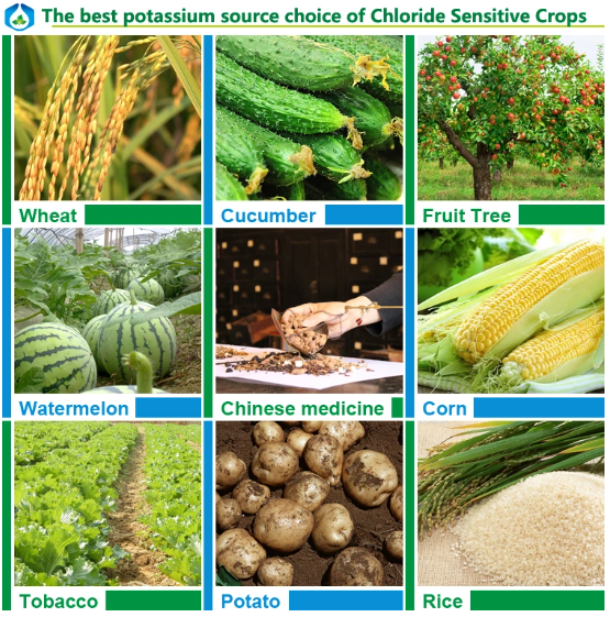  황산가리=황산칼륨=Potassium sulfate=Potassium sulphate=SOP=Sulfate of Potash