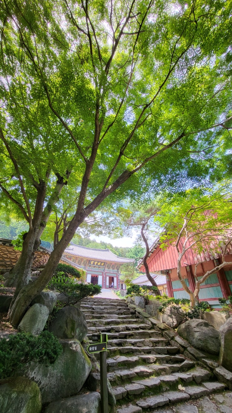 [사천 가볼만한곳]여름 여행 천년사찰 다솔사