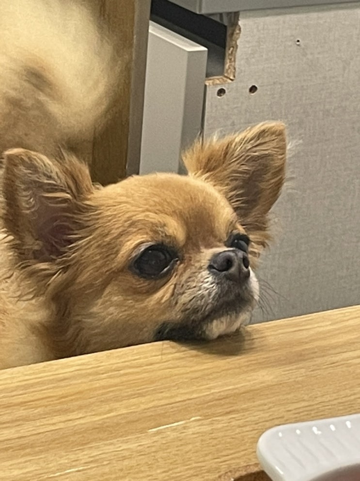  오마갓