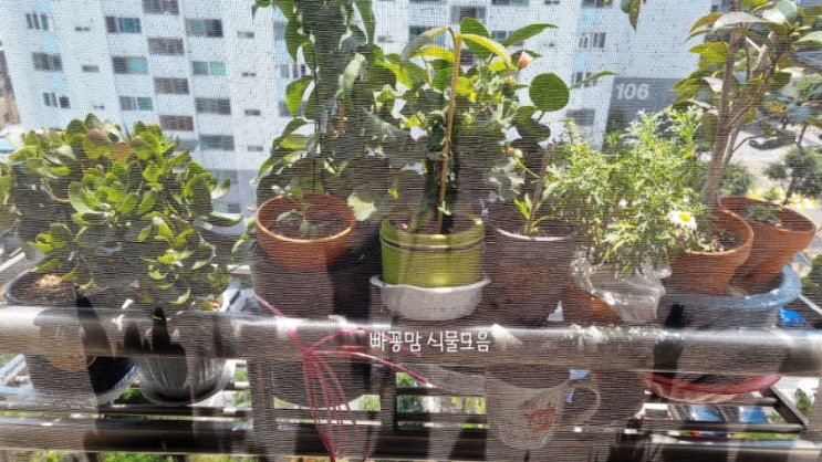  7-1 빠꽁맘 식물모음