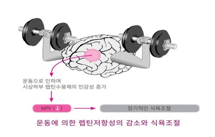  다이어트에 운동이 꼭 필요한 이유, Afterburn Effect, 인슐린저항성과 렙틴저항성