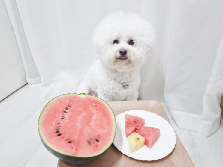 강아지 스테비아 과일 먹어도 될까요? (ft. 애플수박)