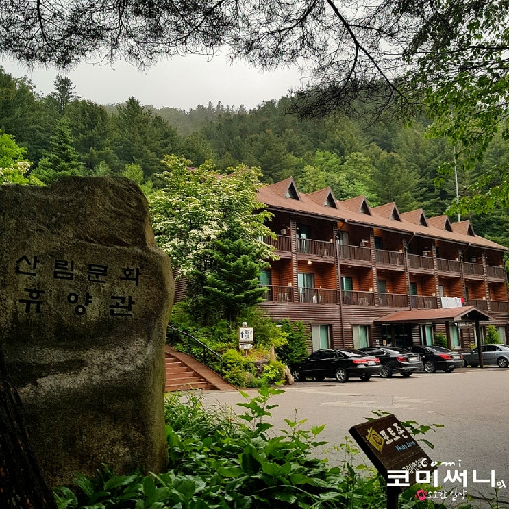 양평 국립 산음자연휴양림 산림문화휴양관 얼레지(치유의 숲, 소원바위, 족욕탕) 두 번째 여행 양평 국립 산음자연휴양림 산림문화휴양관 얼레지(치유의 숲, 소원바위, 족욕탕) 두 번째 여행
