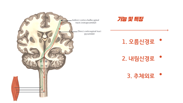  추체외로, 오름신경로, 내림신경로란?