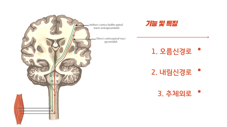 추체외로, 오름신경로, 내림신경로란?