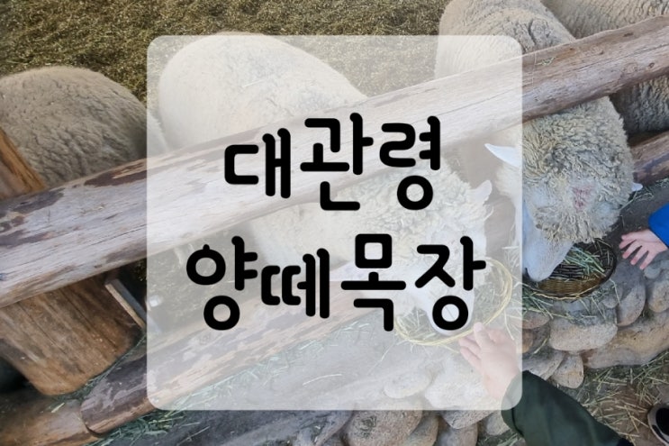  대관령 양떼목장 양먹이주기