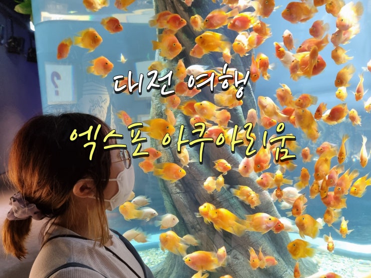 명품 수중 공연을 보았다. 대전 엑스포 아쿠아리움(2022.06.27)