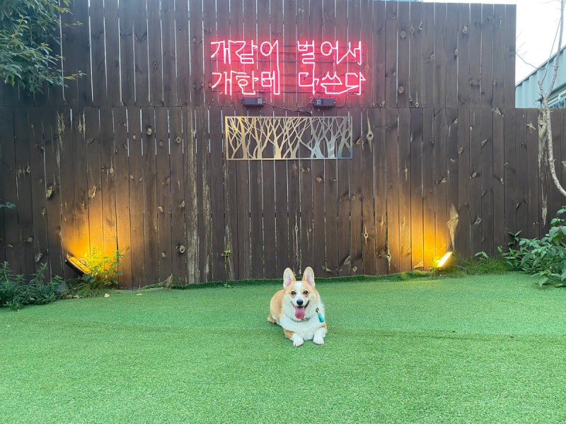 워시웨이 도그카페