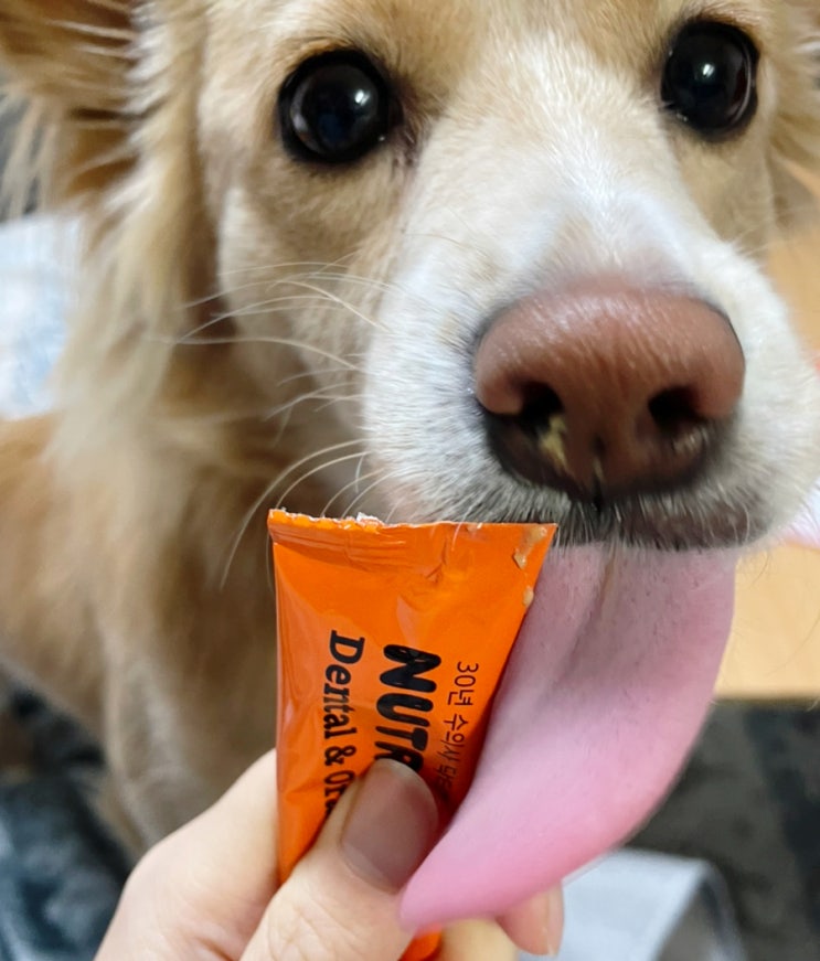  강아지 구강영양제로 입냄새 관리하기