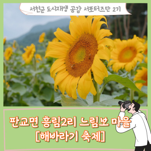  [서포터즈]어르신들의 자생력과 화합을 기르는 판교면 흥림2리 느림보 마을[해바라기 축제]