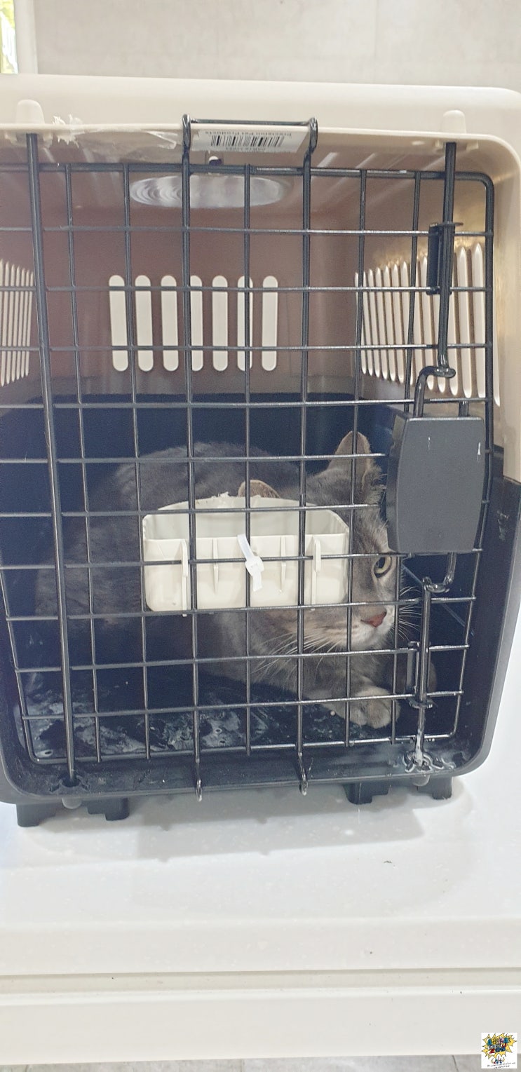  미국 뉴욕JFK공항에서 고양이 강아지 개 고양이 반려견 반려묘 애완동물 애완견 검역 출국 한국 입국 반려동물 해외운송 카고 통관 계류장 서비스