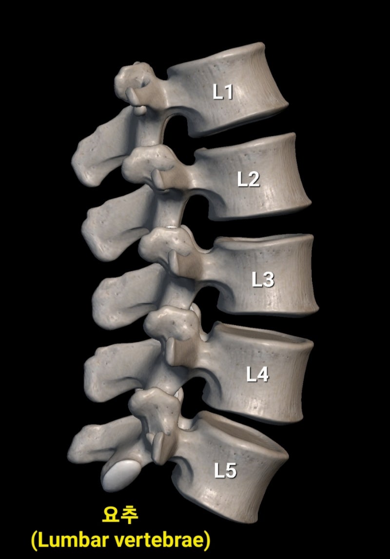 흉추(등뼈, Thoracic vertebrae) 특징 : 늑골(갈비뼈, Rib) - 진늑골, 가늑골, 부유늑골 : 네이버 블로그