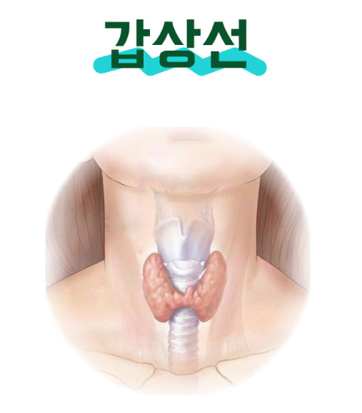  갑상선 기능 저하증의 주요 증상! 갑상선 명의