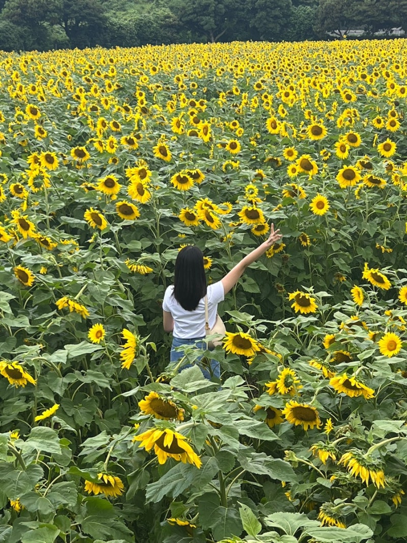 제주 7월 여름 동쪽 여행지 김경숙해바라기농장 후기