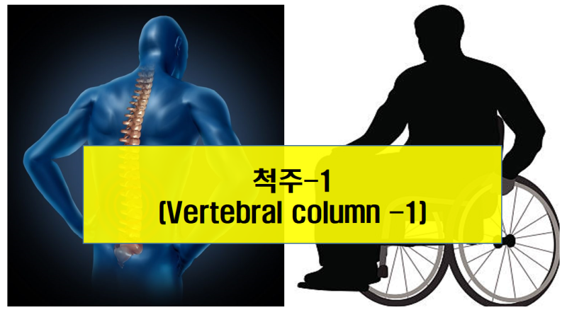 척주-1 (Vertebral column -1) : 네이버 블로그