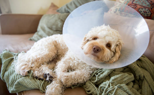 강아지 중성화 수술 시기 및 수술 후 관리