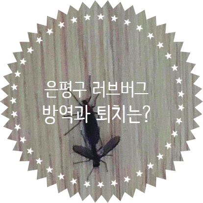  은평구 러브버그 퇴치와 방역은?