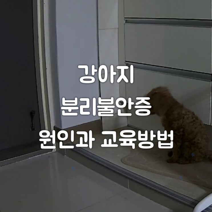  강아지교육 분리불안훈련 자료, 혼자 있어도 편안한 강아지로