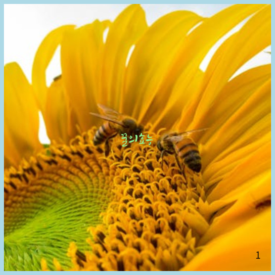 꿀효능 상위 1%만 하고있는 꿀에 관한 3가지 성공프로세스