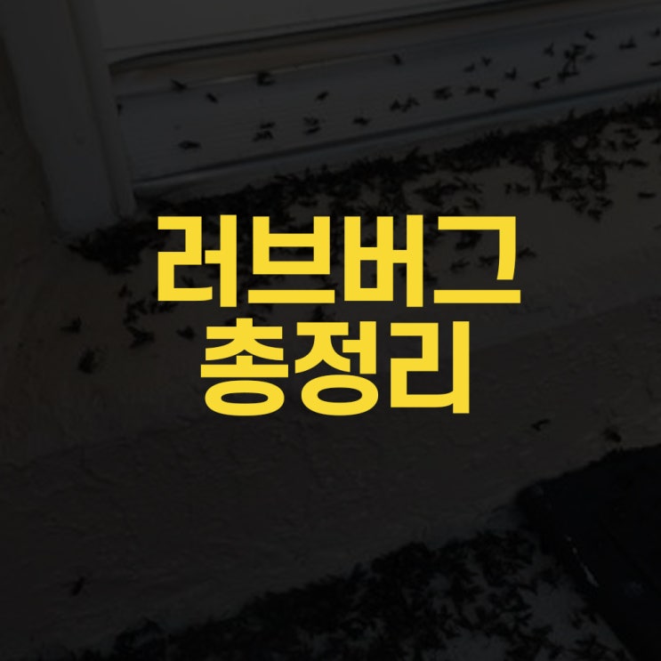  러브버그가 나타난 이유 퇴치 방법까지 총정리