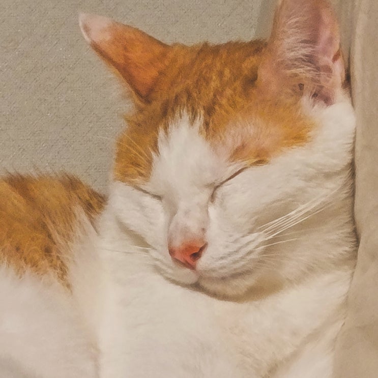  [고양이 관찰일지] 예쁨과 못생김 그 사이 2021/07/13