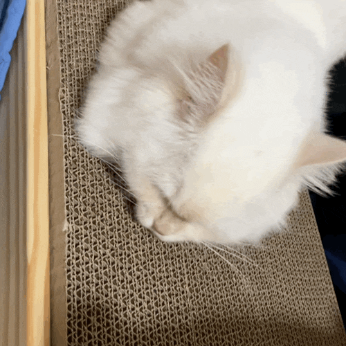  고양이 삼남매의 새로운 관심사(캣닢,고양이장난감, 캣타워)
