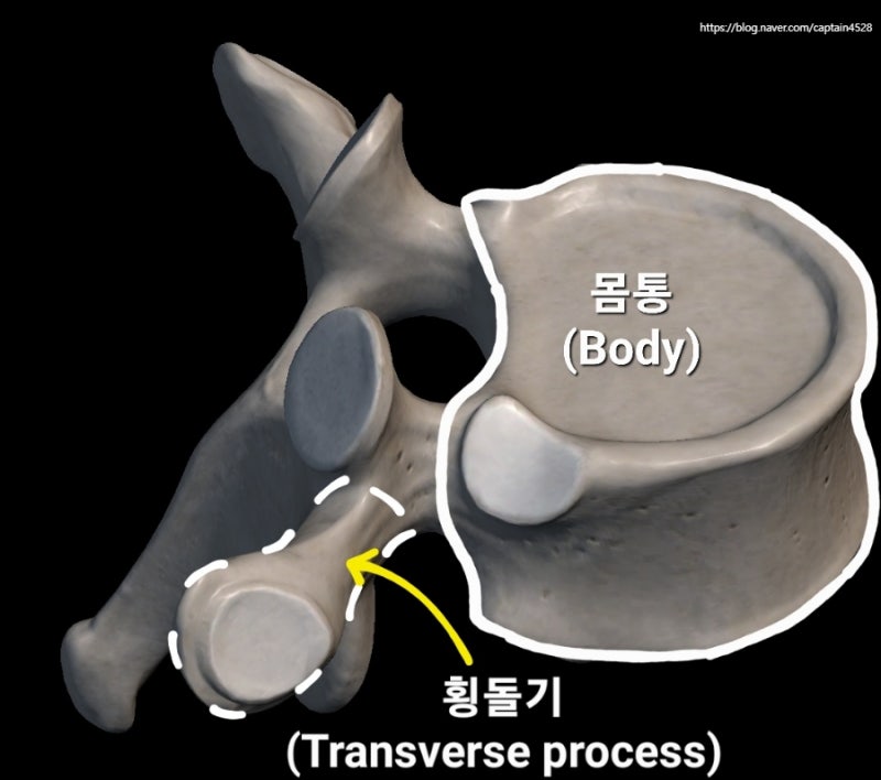흉추(등뼈, Thoracic vertebrae) 특징 : 늑골(갈비뼈, Rib) - 진늑골, 가늑골, 부유늑골 : 네이버 블로그