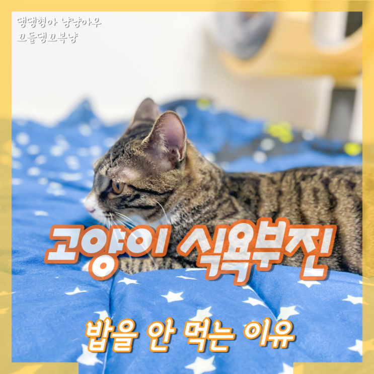  고양이 식욕부진 원인, 밥 안먹음 어떻게 하나요?
