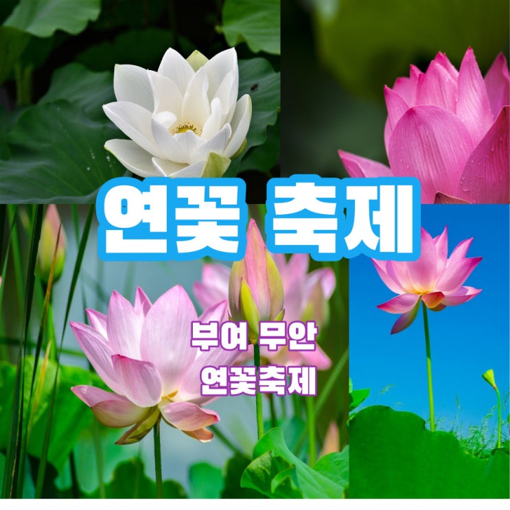  연꽃축제로 떠나보자! 부여, 무안