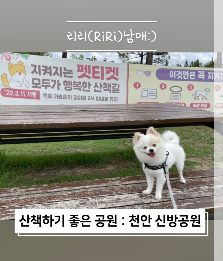 천안 신방공원 강아지랑 산책하기 좋은 공원 추천해요