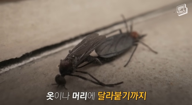 <b>러브 버그</b> 벌레 벌레도 <b>러브</b>를 하는데 은평구, 고양시 <b>민원 폭주</b>