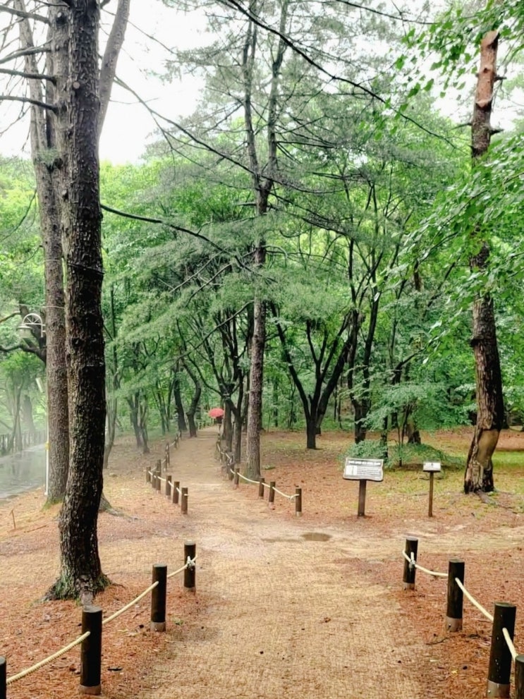  강원도 홍천 걷기 좋은 길 / 비 오는 수타사산소길 연꽃 연못