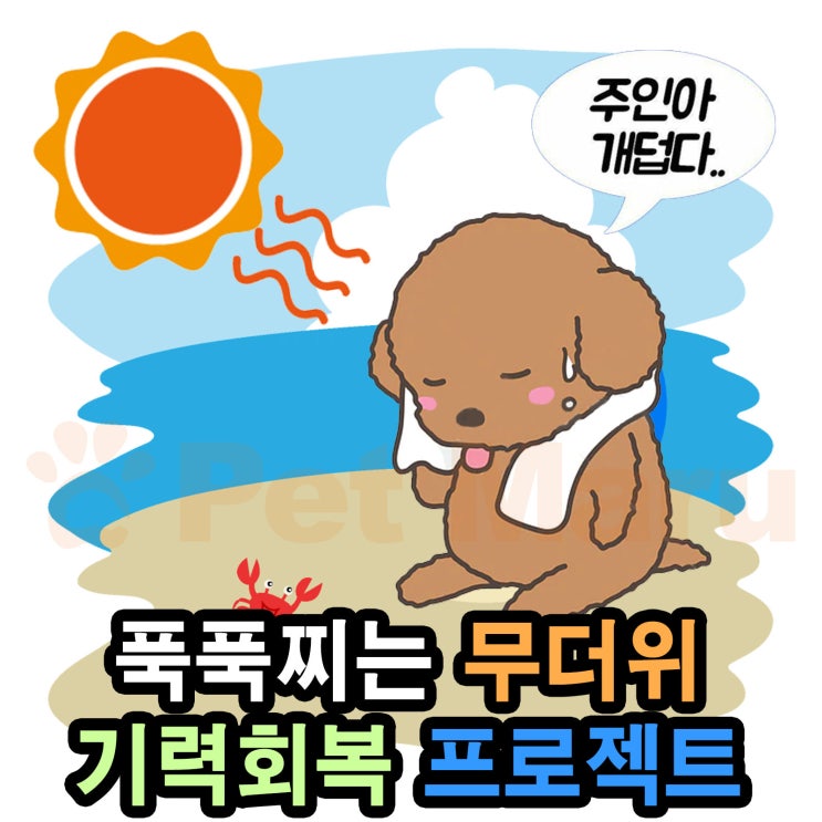  펫마루 여름 기력회복 이벤트!