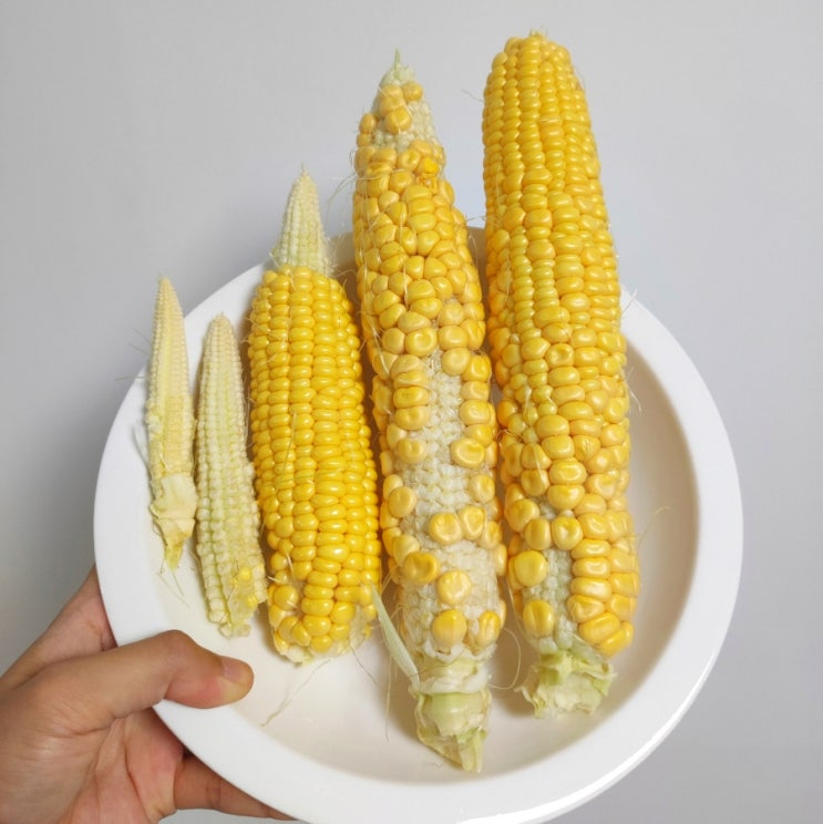  초당옥수수 두번째 수확