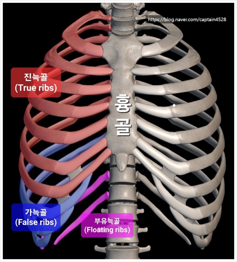 흉추(등뼈, Thoracic vertebrae) 특징 : 늑골(갈비뼈, Rib) - 진늑골, 가늑골, 부유늑골 : 네이버 블로그
