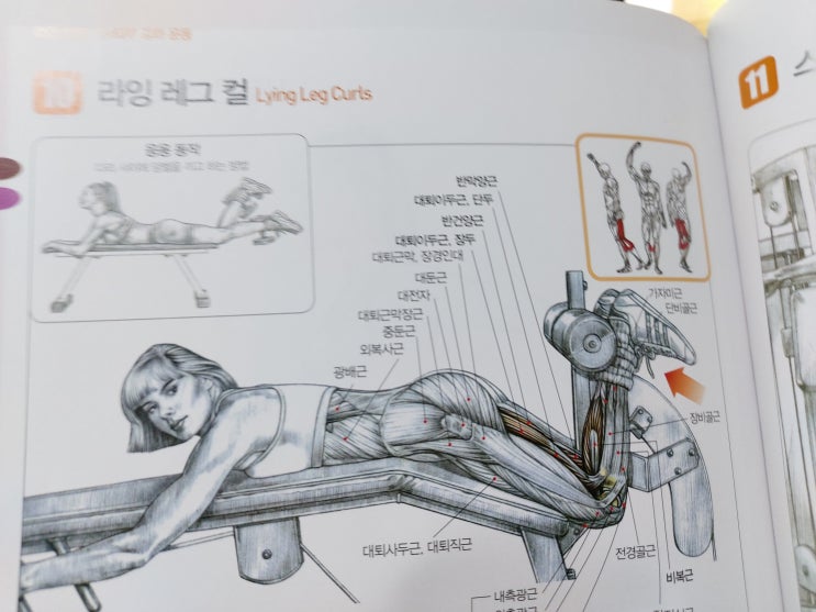 헬린이의 헬스장 탈출기 <마지막화: 하체운동과 근육>