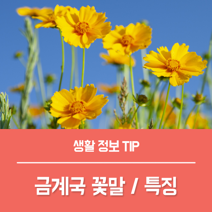  금계화 금계국 꽃말 황화코스모스 구분법