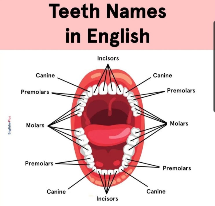  Parts of the mouth