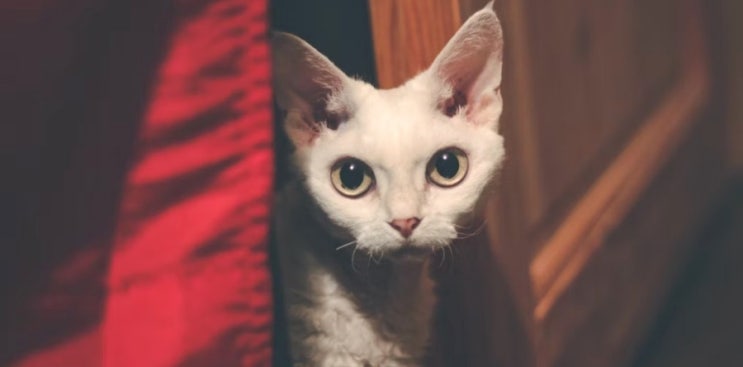 데본 렉스, 강렬한 외모가 매력적인 고양이 품종(15)