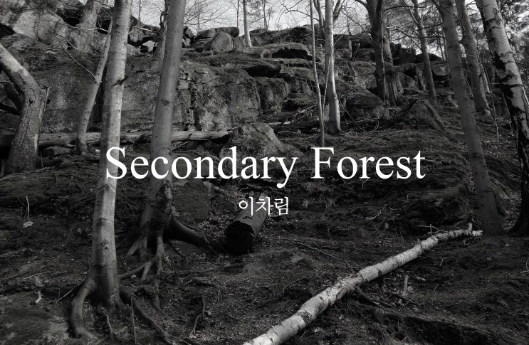  이차림(secondary forest), 파편화된 숲