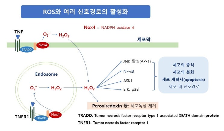  암예방과 운동, 활성산소(반응성산소종, ROS), 세포자연사(apoptosis), Caspase 경로