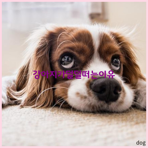  반려견이 덜덜떠는 이유 무엇인가..