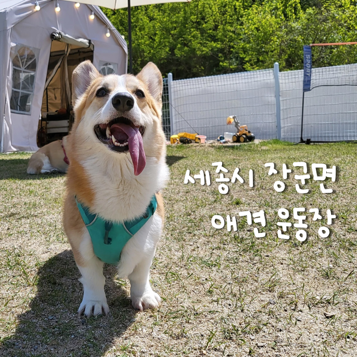  세종 애견동반 피크닉 장소추천c