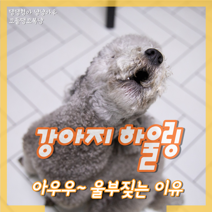  강아지 하울링 이유, 왜 아우우 하며 울부짖을까?