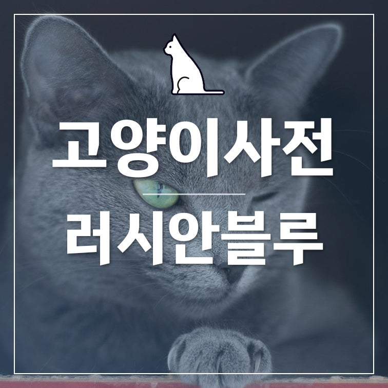 러시안블루 성격, 털빠짐, 수명, 새끼, 성묘 특징은? : 네이버 블로그 러시안블루 성격, 털빠짐, 수명, 새끼, 성묘 특징은? : 네이버 블로그