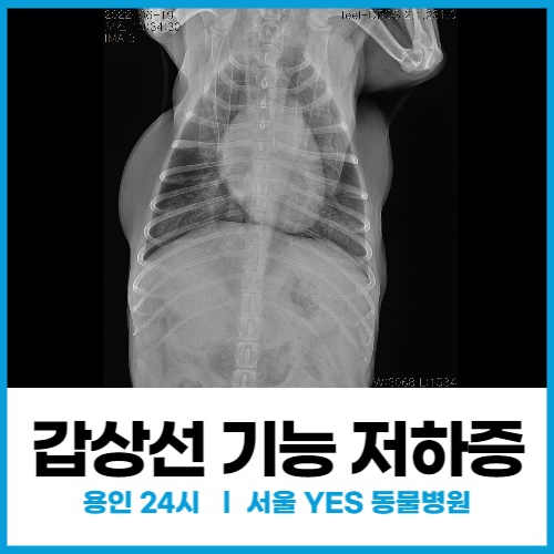 [내과] 강아지 갑상선기능저하증 경련 비심인성 폐수종 (용인 서울예스동물병원)