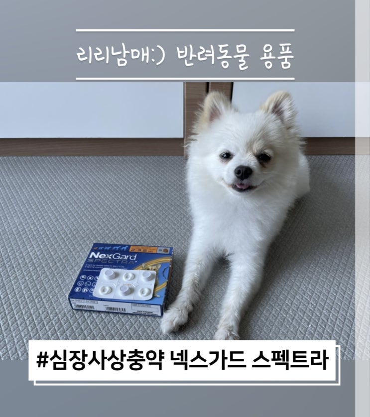  넥스가드 스펙트라 내부 외부 심장사상충 구충제 올인원