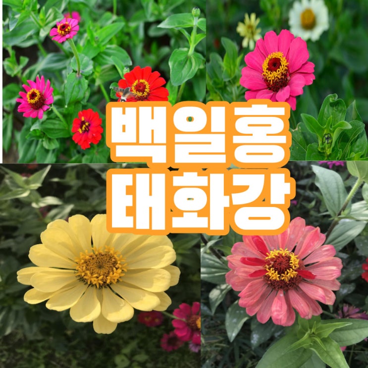  태화강으로 백일홍 만나러 가는 길(with 황화 코스모스)